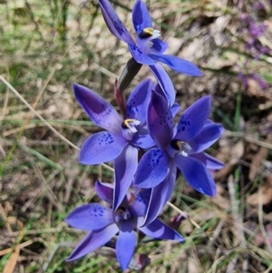 Thelymitra simulata at Captains Flat, NSW - suppressed