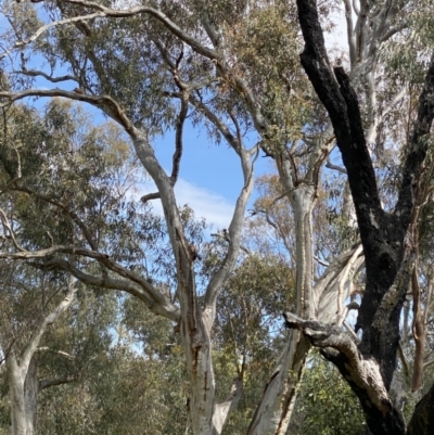 Callocephalon fimbriatum (Gang-gang Cockatoo) at Mount Taylor - 4 Dec 2022 by Shazw