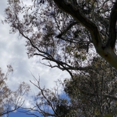 Callocephalon fimbriatum at Kambah, ACT - suppressed