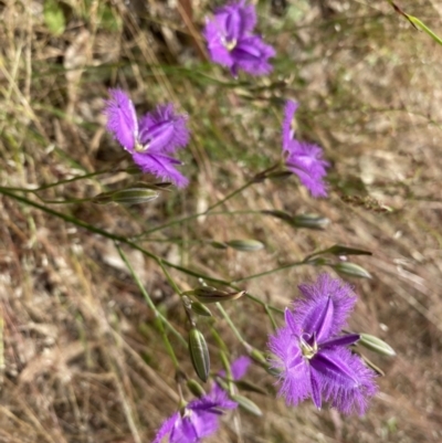 Thysanotus tuberosus (Common Fringe-lily) at Kambah, ACT - 5 Dec 2022 by Shazw