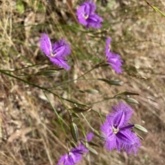 Thysanotus tuberosus (Common Fringe-lily) at Kambah, ACT - 4 Dec 2022 by Shazw