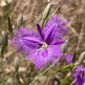 Thysanotus tuberosus at Kambah, ACT - 5 Dec 2022 09:40 AM