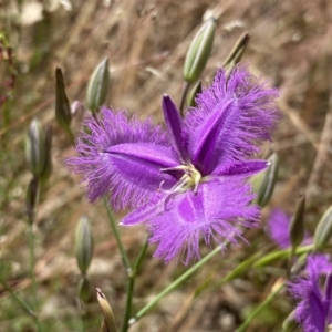 Thysanotus tuberosus at Kambah, ACT - 5 Dec 2022 09:40 AM