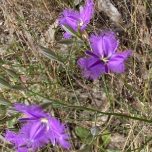 Thysanotus tuberosus at Kambah, ACT - 5 Dec 2022 09:40 AM