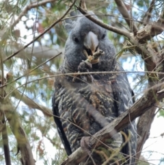 Callocephalon fimbriatum (Gang-gang Cockatoo) at GG256 - 4 Dec 2022 by gregbaines