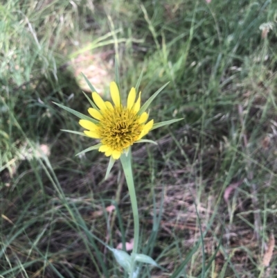 Tragopogon dubius (Goatsbeard) at Belconnen, ACT - 5 Dec 2022 by Dora