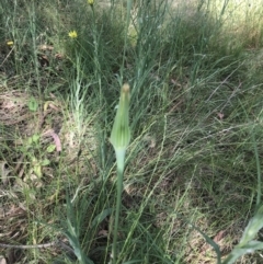 Tragopogon dubius at Belconnen, ACT - 5 Dec 2022 10:08 AM