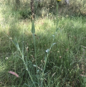 Tragopogon dubius at Belconnen, ACT - 5 Dec 2022 10:08 AM