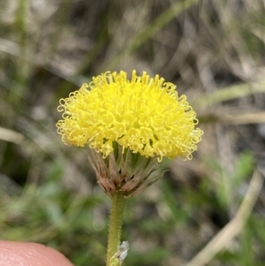 Leptorhynchos elongatus at Tharwa, ACT - 4 Dec 2022 01:41 PM