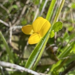 Lotus corniculatus (Birds-Foot Trefoil) at Tennent, ACT - 4 Dec 2022 by Ned_Johnston