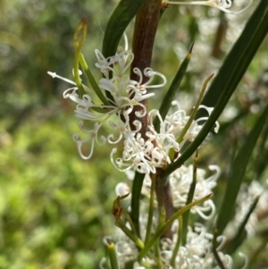 Hakea microcarpa at Tennent, ACT - 4 Dec 2022 02:04 PM