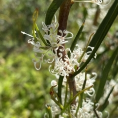 Hakea microcarpa (Small-fruit Hakea) at Tennent, ACT - 4 Dec 2022 by Ned_Johnston