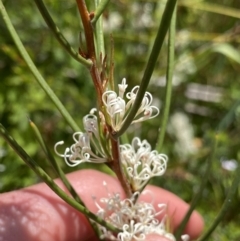 Hakea microcarpa at Tennent, ACT - 4 Dec 2022 02:04 PM