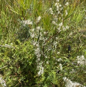 Hakea microcarpa at Tennent, ACT - 4 Dec 2022 02:04 PM