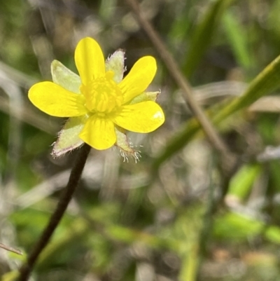Ranunculus scapiger at Tennent, ACT - 4 Dec 2022 by NedJohnston
