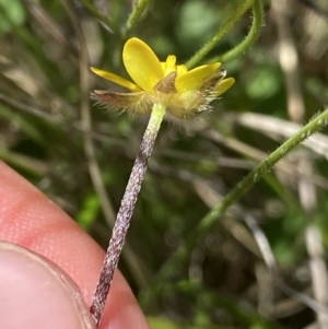 Ranunculus scapiger at Tennent, ACT - 4 Dec 2022 02:20 PM