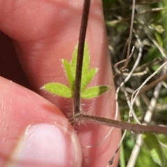 Ranunculus scapiger at Tennent, ACT - 4 Dec 2022 02:20 PM