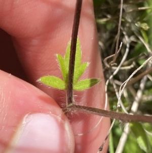 Ranunculus scapiger at Tennent, ACT - 4 Dec 2022 02:20 PM