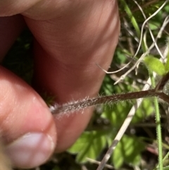 Ranunculus scapiger at Tennent, ACT - 4 Dec 2022 02:20 PM