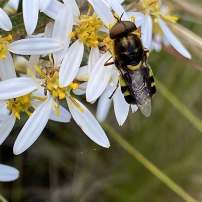 Odontomyia hunteri (Soldier fly) at Namadgi National Park - 4 Dec 2022 by Ned_Johnston