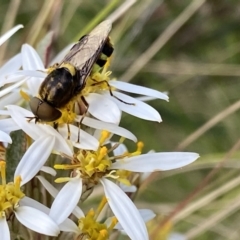 Odontomyia hunteri at Tennent, ACT - 4 Dec 2022 02:40 PM