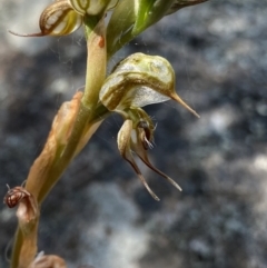 Oligochaetochilus hamatus (Southern Hooked Rustyhood) at Tennent, ACT - 4 Dec 2022 by NedJohnston