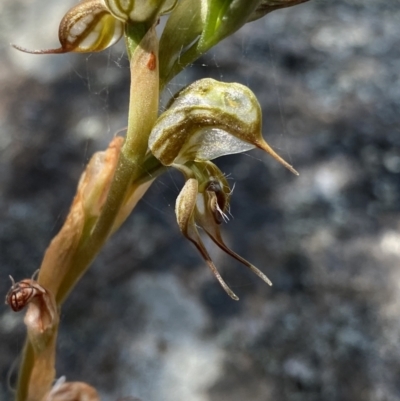 Oligochaetochilus hamatus (Southern Hooked Rustyhood) at Tennent, ACT - 4 Dec 2022 by NedJohnston
