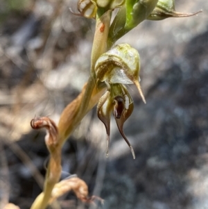 Oligochaetochilus hamatus at Tennent, ACT - 4 Dec 2022