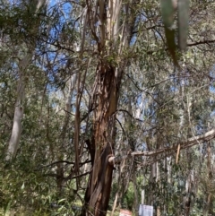 Eucalyptus elata (River Peppermint) at Namadgi National Park - 3 Dec 2022 by Ned_Johnston