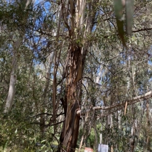 Eucalyptus elata at Tennent, ACT - 4 Dec 2022