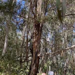 Eucalyptus elata at Tennent, ACT - 4 Dec 2022 10:15 AM