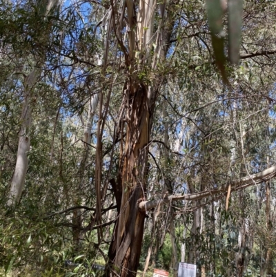 Eucalyptus elata (River Peppermint) at Namadgi National Park - 3 Dec 2022 by Ned_Johnston