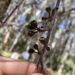 Eucalyptus elata at Tennent, ACT - 4 Dec 2022 10:15 AM