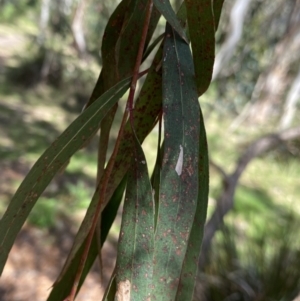 Eucalyptus elata at Tennent, ACT - 4 Dec 2022 10:15 AM