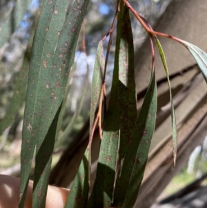 Eucalyptus elata at Tennent, ACT - 4 Dec 2022 10:15 AM