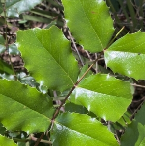 Berberis aquifolium at Tennent, ACT - 4 Dec 2022