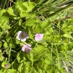 Gratiola peruviana (Australian Brooklime) at Namadgi National Park - 4 Dec 2022 by Ned_Johnston