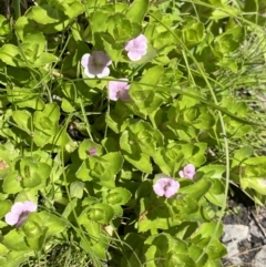 Gratiola peruviana at Tennent, ACT - 4 Dec 2022