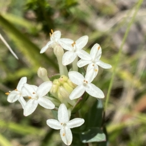 Pimelea glauca at Tennent, ACT - 4 Dec 2022 12:53 PM