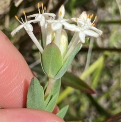 Pimelea glauca at Tennent, ACT - 4 Dec 2022 12:53 PM