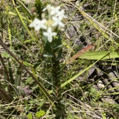 Pimelea glauca at Tennent, ACT - 4 Dec 2022