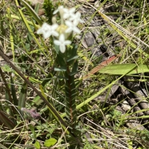 Pimelea glauca at Tennent, ACT - 4 Dec 2022 12:53 PM