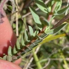 Pimelea glauca at Tennent, ACT - 4 Dec 2022