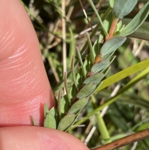 Pimelea glauca at Tennent, ACT - 4 Dec 2022 12:53 PM