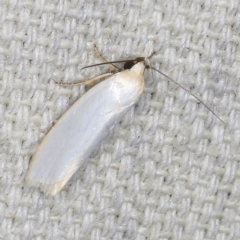 Xylorycta assimilis (A Xyloryctid moth) at O'Connor, ACT - 3 Dec 2022 by ibaird