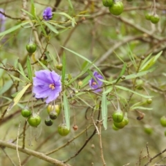 Solanum linearifolium (Kangaroo Apple) at Lake George, NSW - 30 Nov 2022 by GlossyGal