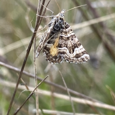 Unidentified Geometer moth (Geometridae) at Namadgi National Park - 24 Nov 2022 by NedJohnston