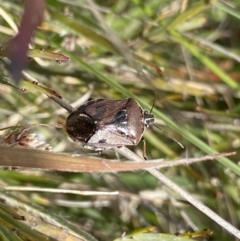 Cermatulus nasalis (Predatory shield bug, Glossy shield bug) at Mount Clear, ACT - 24 Nov 2022 by NedJohnston