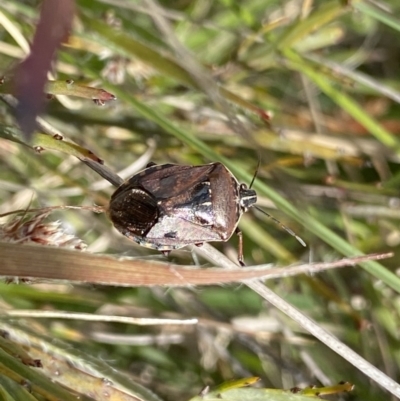 Unidentified Shield, Stink & Jewel Bug (Pentatomoidea) at Namadgi National Park - 24 Nov 2022 by Ned_Johnston