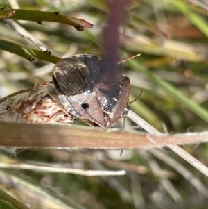 Cermatulus nasalis at Mount Clear, ACT - 24 Nov 2022